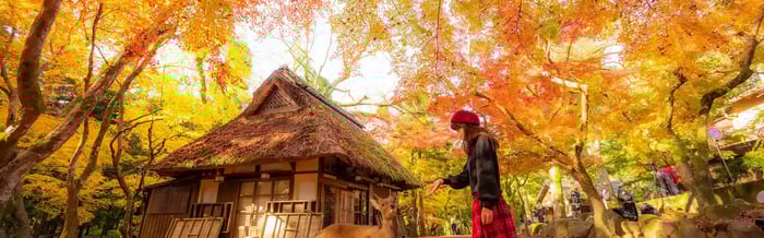 autumn-landscape-in-nara-national-park---japan